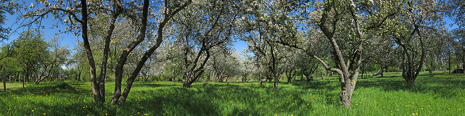 Panorama: Starkow Apfelblüte - Motivnummer: nat-apf-01