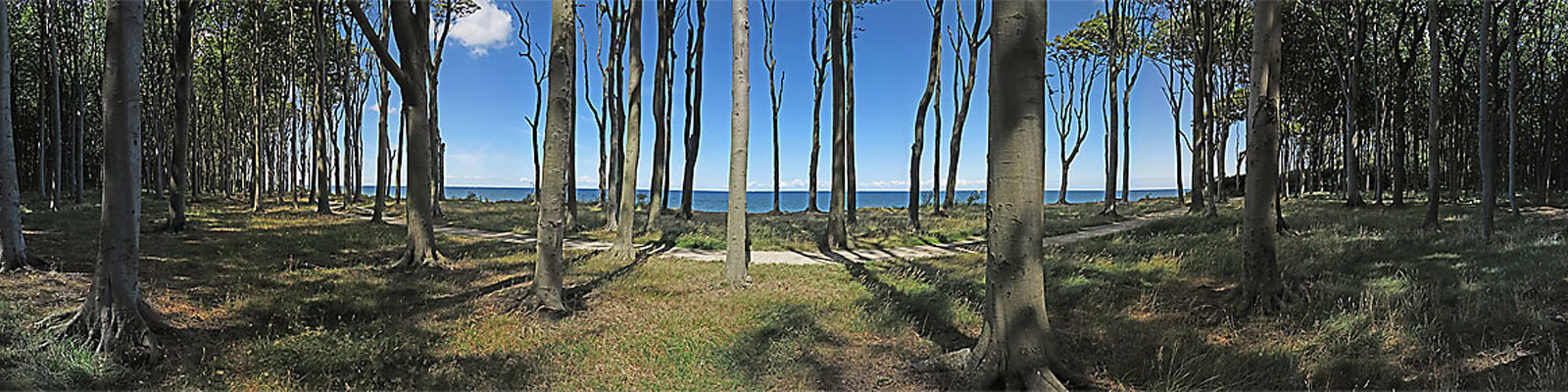Panorama-Motiv: Nienhagen Gespensterwald - Motivnummer: ost-nie-03